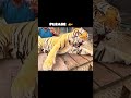 pattaya tiger park/experience/wait for full video/bangkok/thailand/travelling/explore/avinashmidde