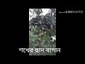 আজকে ছাদ বাগানের কয়েক ধরনের আম এর ভিডিও