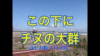 武庫川尻 チヌの大群だ fishingmax 武庫川