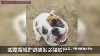 串串真的會比純種犬健康嗎？科學家卻認為，遺傳病已經影響了串串