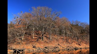 冬枯れの森を歩む：大沼\u0026新湯富士2020 11 18