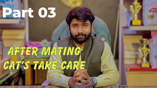 Part 03 || Mating K Bad sab Ziyada Ahtiyat || After Mating Cat’s take Care