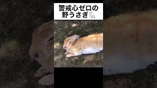 警戒心ゼロの野うさぎ