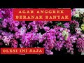 PUPUK ANGGREK AGAR ANAKANNYA BANYAK DAN RIMBUN