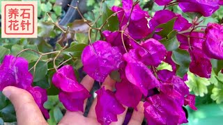 三角梅 - 说说入冬前搬入室内掉叶子的事 -  bougainvillea