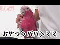 究極の選択！パパとママが同時に呼んだら意外な結果にww【モモイロインコ】