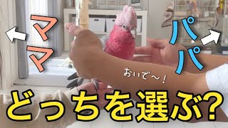 究極の選択！パパとママが同時に呼んだら意外な結果にww【モモイロインコ】