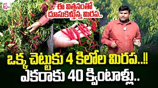 ఈ మిరపకు మార్కెట్ లో ఫుల్ డిమాండ్..| Green Chilli Farming In Telugu | SumanTV Rythu