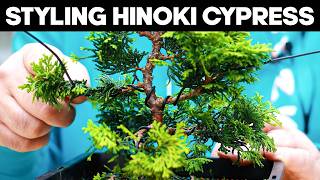 How To Style a Hinoki Cypress Bonsai for Beginners