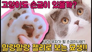 고양이 성격 탐구! 고양이 손금으로 보는 고양이의 성격!!