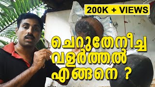 ചെറുതേനീച്ച വളർത്തൽ എങ്ങിനെ ? | Cherutheneecha valarthal engine | Cheruthen | Cherutheneecha