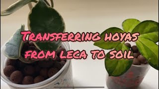 Transferring Hoya Krimson Queen and Australis Lisa from Leca to Soil