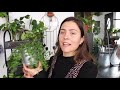 collective houseplant haul huge new houseplants haul