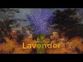 Dream Interpretation of Lavender ?