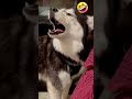 husky singing the song of his people dramatichusky