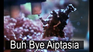 Aiptasia Eating Filefish