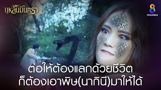 ต่อให้ต้องแลกด้วยชีวิตก็ต้องเอาพิษนากินีมาให้ได้ | HIGHLIGHT บุหลันมันตรา EP.12 | ละครช่อง8