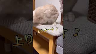 うさぎは癒し 逆再生 椅子の上の！#shorts  #animal #rabbit#うさぎ #bunny