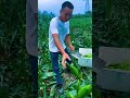 Panen jagung melimpah di pertanian yang ada di negara China #shorts