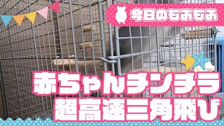 もふもふ！赤ちゃんチンチラ、超高速三角飛び！