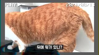 [두사람 두마리] 이 졸귀탱이들을 어떻게 하면 좋을지 고민하는 예순여덟 번째 캣로그 Cat Vlog🐈