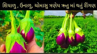 ચોકલેટ ગુલાબી રીંગણી નું વાવેતર કયારે કરવુ||શિયાળુ, ઉનાળુ, ચોમાસુ ત્રણેય ઋતુ માં થતું રીંગણ ||