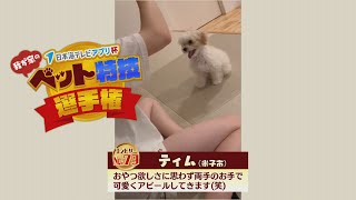 【我が家のペット特技選手権】ティム（米子市）