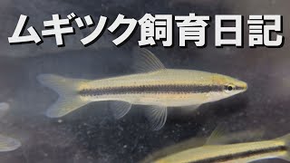 家で飼っているムギツクの稚魚を観察『ムギツク飼育日記』 ～#17 39歳・会社員の日淡水槽シリーズ～　◆アクアリウム動画│home aquarium　Japanese freshwater fish