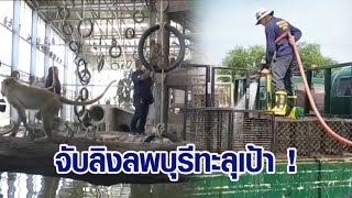 ทะลุเป้า! ปิดเมืองจับลิงลพบุรี รอบ 2 รวมจับได้กว่าพันตัว