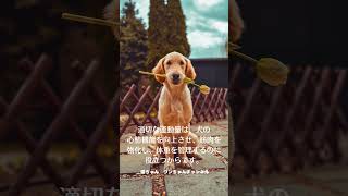 毎日の犬の運動: 心肺機能と筋肉強化の秘訣 #shorts #犬の運動#犬の健康