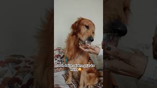 Aap apne pet k liye kya special bnate hain?🥰 | Golden Retriever #shorts #dog #cute #trending #viral