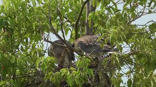 黑翅鳶雛鷹. 2020 07 04  小寶吞棕三趾鶉幼鳥