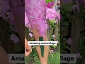 Amazing Camouflage Tik Tok 2021 Mashup Clean #shorts