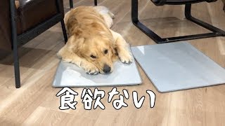 食欲をなくした犬と、太り気味の飼い主の悩みは共通点が多い。ゴールデンレトリバーベンツ。