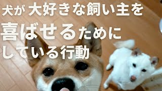 犬が大好きな飼い主を喜ばせるためにしている行動【音声解説】