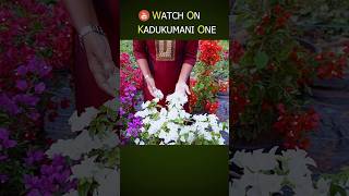 ഇത് കടലാസ്‌ പൂക്കളുടെ ലോകം | Bougainvillae #shorts #bougainvillea #shortsfeed