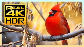 The Stunning Red Cardinal in Amazing 4K HDR - Stunning Nature with Relaxing Musi