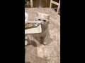 さんま泥棒がいました 【猫動画】there was a saury thief cat video