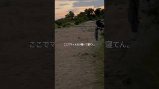 ここで寝た。　#shortvideo #youtubeshorts  #wildlife #lionking #lion #animals shorts