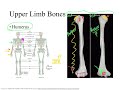 Dr. Benaduce: Humerus (Upper Appendicular Skeleton Lecture)