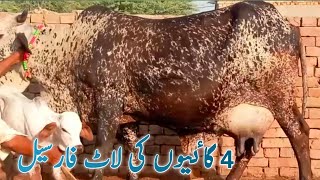 4 Cows For Sale in pakistan