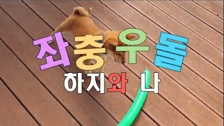 마을이장의 천방지축 시바견(시바이누, シバイヌ, 柴犬, shiba inu) 성장일기 7편 '하지와 나'