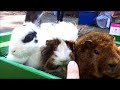 【ふれあい体験】ウサギ・モルモット@こども動物自然公園20211117