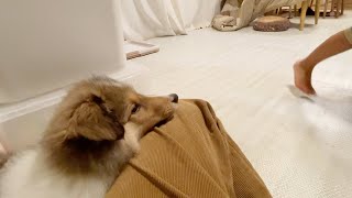 【生後3ヶ月】母の膝で休憩😴baby sheltie resting on mom's lap