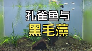 孔雀鱼与黑毛藻