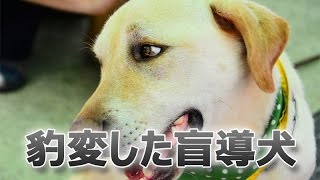 あなたは盲導犬の本当の姿見たことありますか？【感動で涙が止まらない】