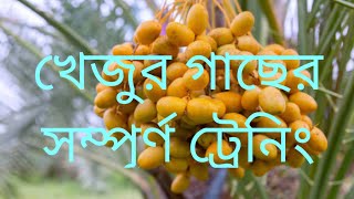 সৌদি খেজুর গাছের সম্পূর্ণ ট্রেনিং Saudi date plant farming full training 6294048772