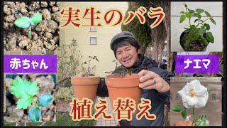 【実生の薔薇】植え替えました！の巻き！