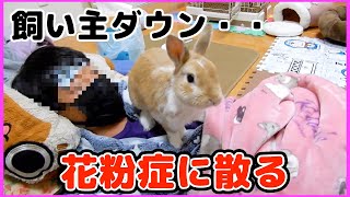 花粉症でダウン中にやりたい放題なミニウサギ【かわいい】