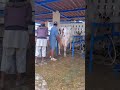 uk cow farming live youtube trending cow memes ytshorts